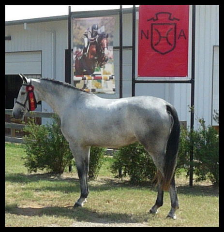 Agnetha by Chicardo owned by D. Perusse