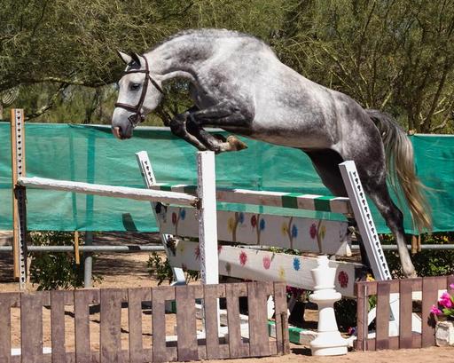 Centurion - jumper gelding