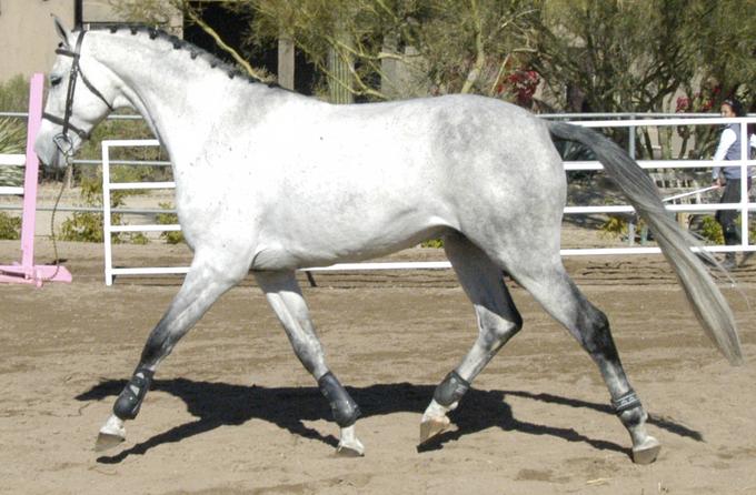 Clan Cardo Trotting