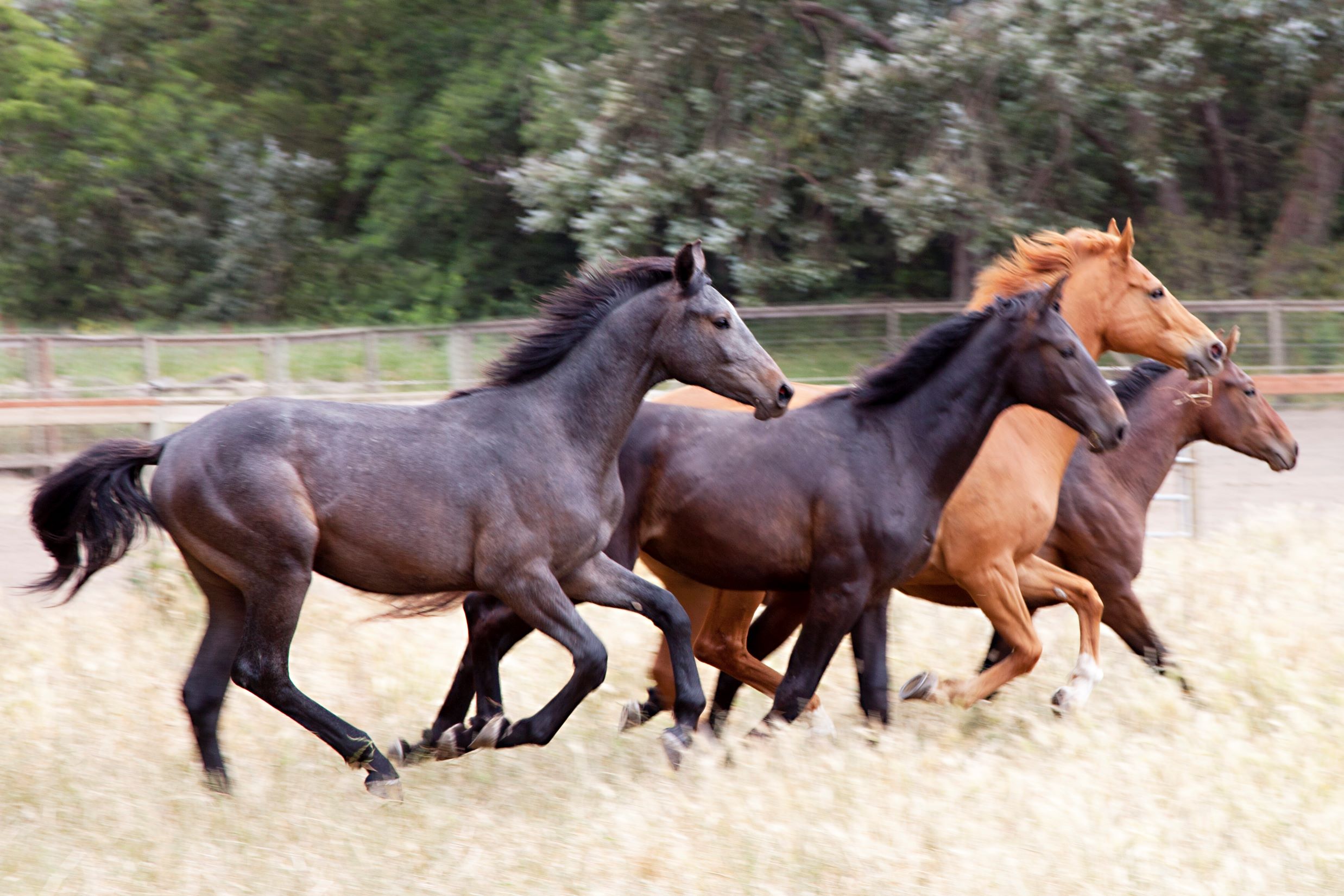 Breeding
