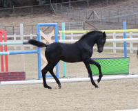 camelabf11