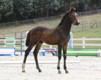 camelot2cmprs