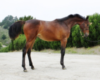 2010 Filly by Quinar