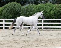 castifino8131