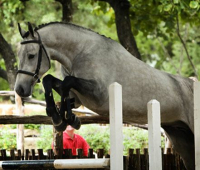 Sire Catch Cardo (Cathalido-Corofino-Redfort)