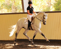 chicardodressagetrot