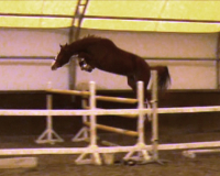 cupilorfreejump