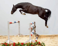 horse_connor-big