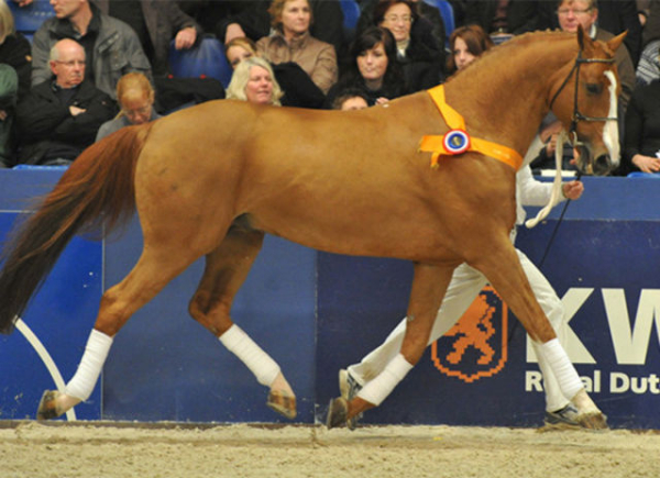 horse_tangelo_van_de_zuuthoeve-_3big