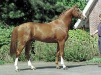 horse_tangelo_van_de_zuuthoeve