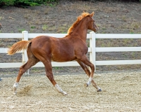 Allegro BF canter