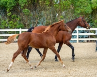 Allegro BF Hol 