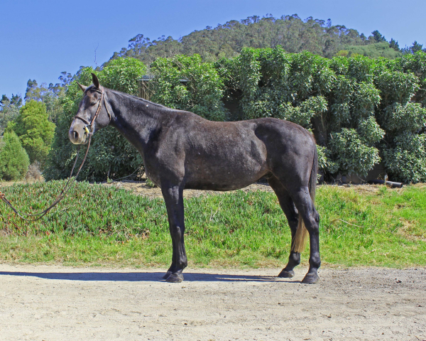 Calidoro ivy