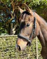Contilito head