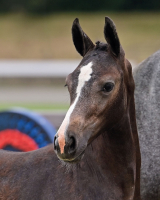 Cornetina foal