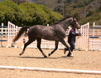 Cornetina trot hand
