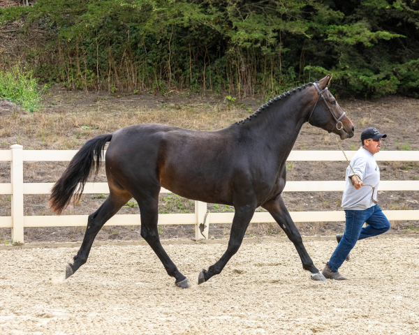 Jaclyn BF trot