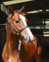 Jasira head