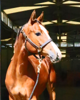 Jasira upper body