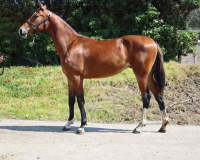 Jasira BF Full BOdy C
