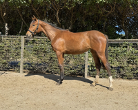Luna B body