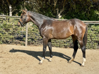 Nova Luna Body