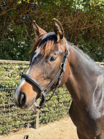 Nova Luna head