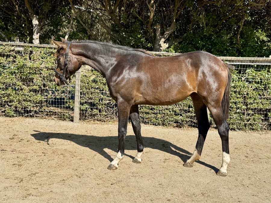Nova Luna Body 2