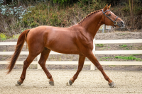 Valentino trot