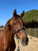 Valentino II head