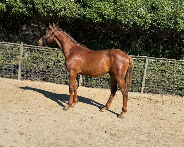 Valentino II BF body