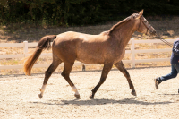 Verari trot