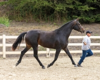 Jaclyn BF trot