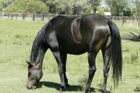 lucille1999_2