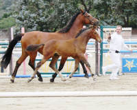 Lupicorado