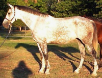 orienta1999_2
