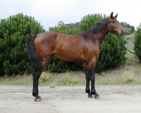 2009 colt by Quinar