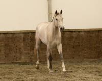 stallions09-11gov15