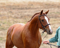 stallions09-11gov1
