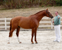 stallions09-11gov2