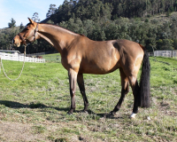 talandra2003_2
