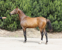 vanessa7131