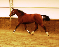 zheather2007trot